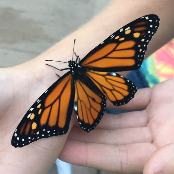 Meet your Posher, Laura - Picture 1 of 1